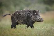 Cerdo parado en el pasto

Descripción generada automáticamente